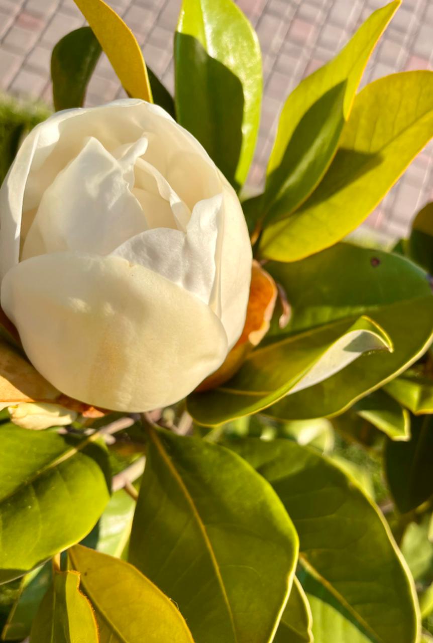 Фото Лазурный