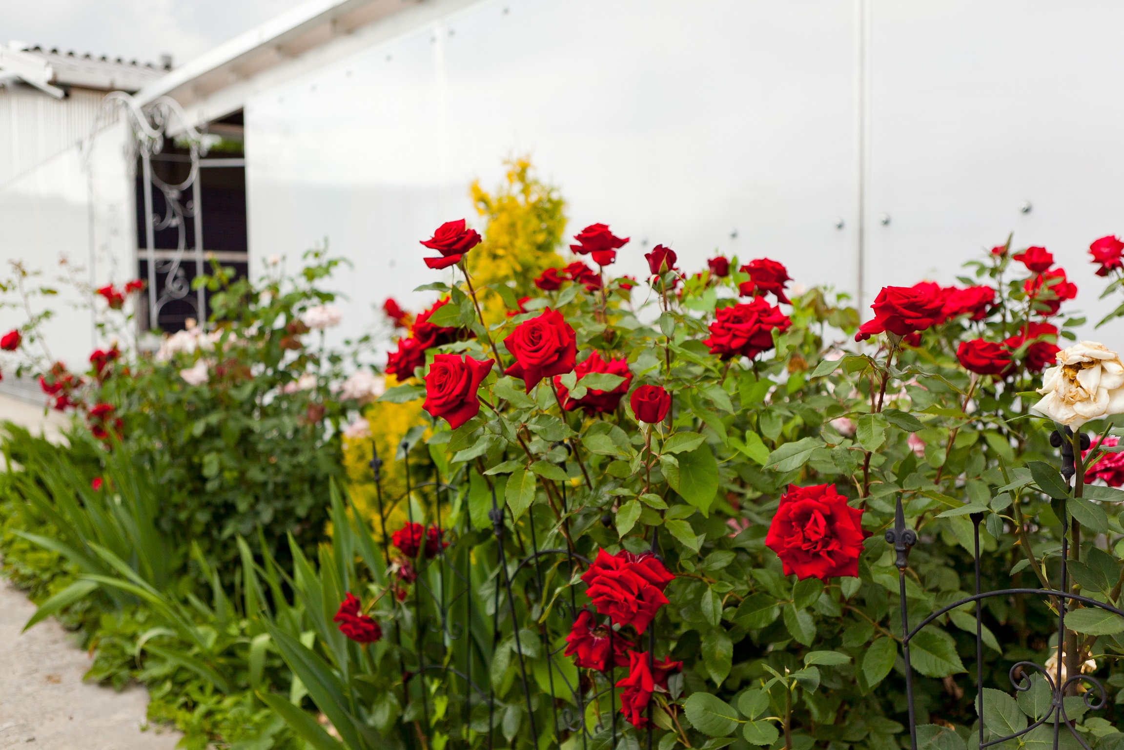 Фото Тизори