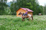 Chedoev Prival (Republic of Altai, Shebalinskiy rayon) ، ركوب الخيل