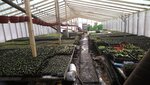 Top Garden (Spasskaya ulitsa, 69), greenhouse