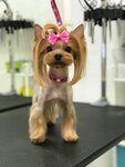 Zoosalon GavVanna (Saint Petersburg, Malaya Kashtanovaya Alley, 9к1), salón de mascota, peluquería de animales