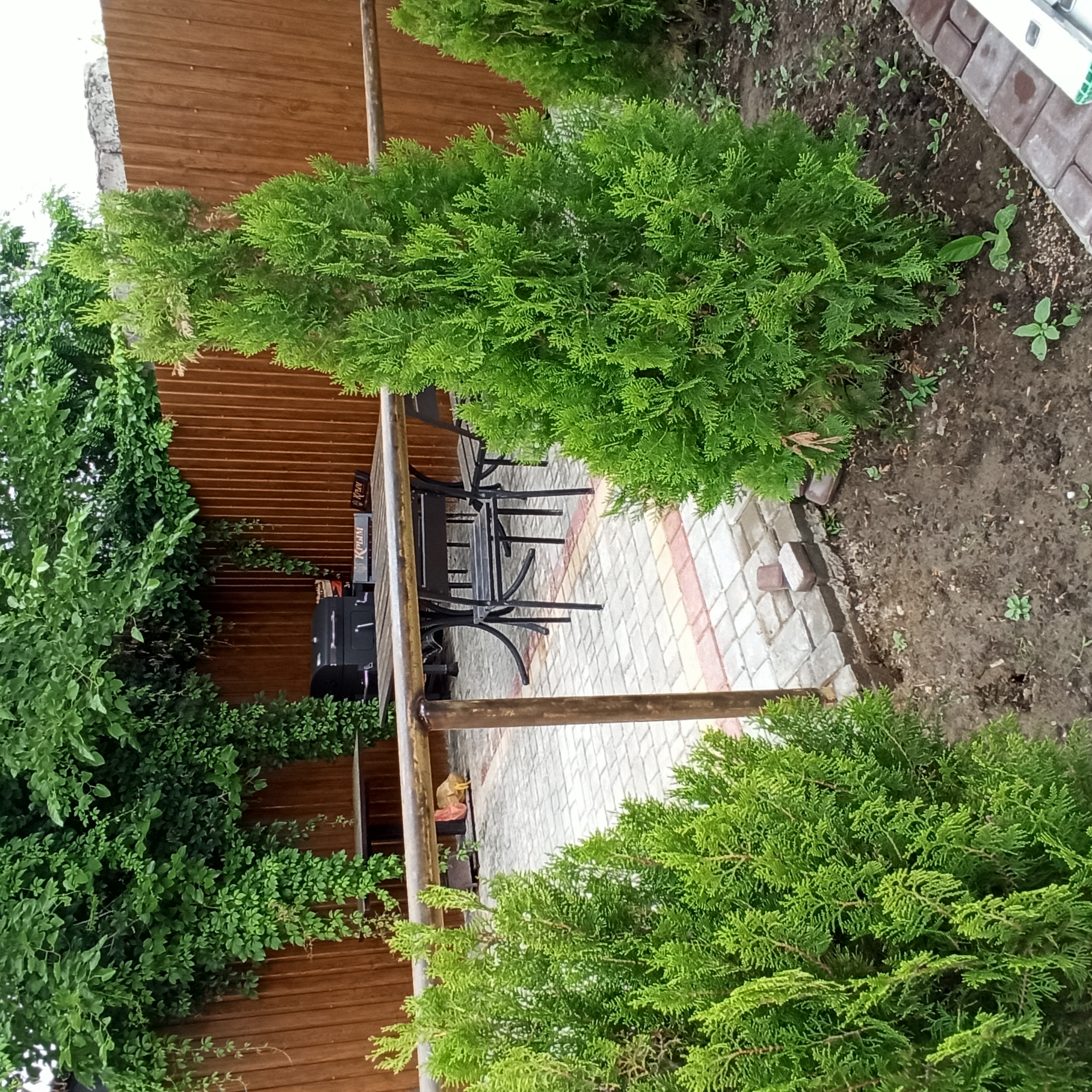 Фото Три сосны