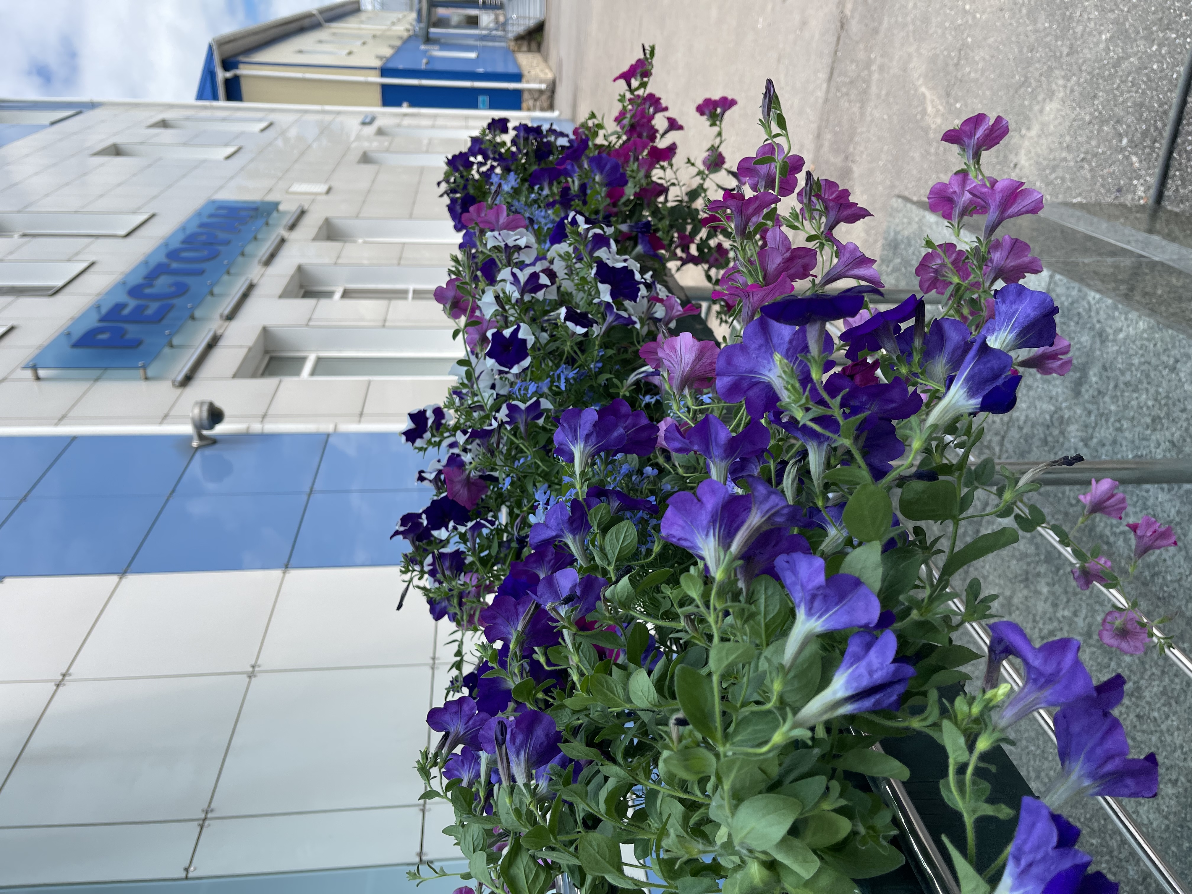 Фото Велнесс