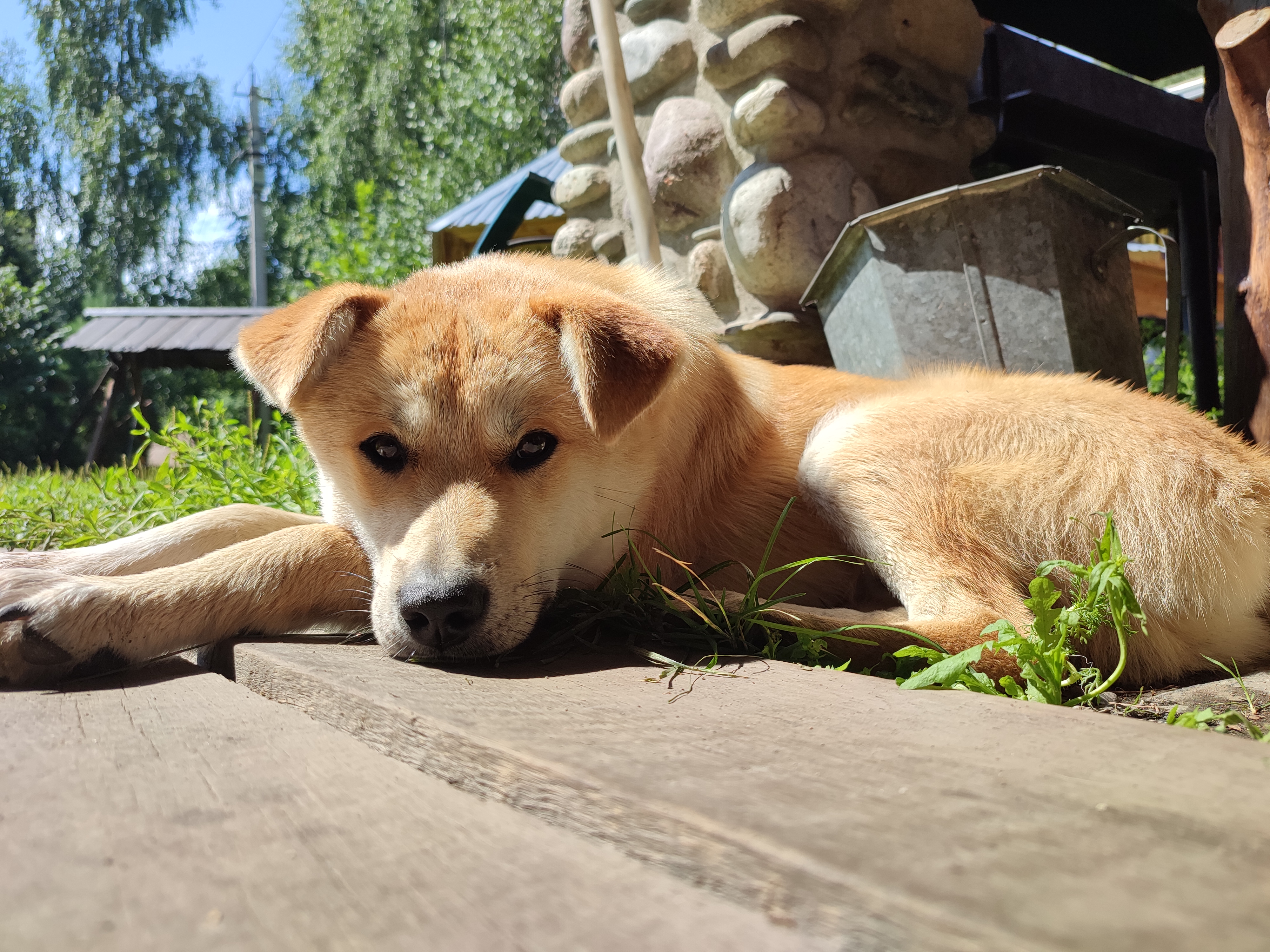 Фото Усадьба Лебедь