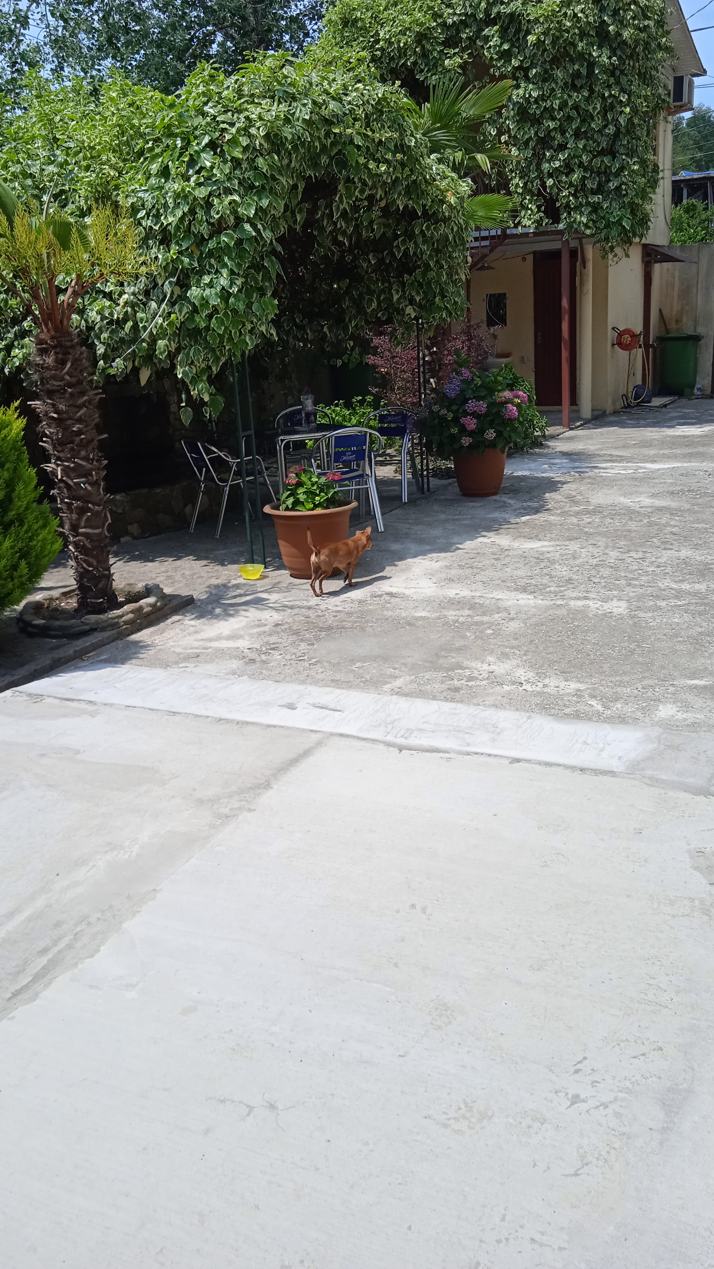 Фото Пальма