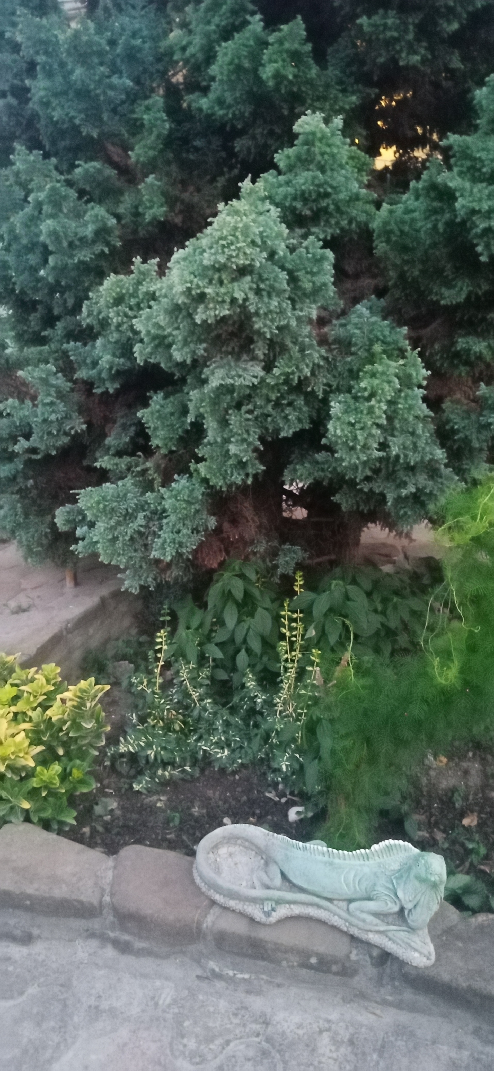 Фото Эскаргот