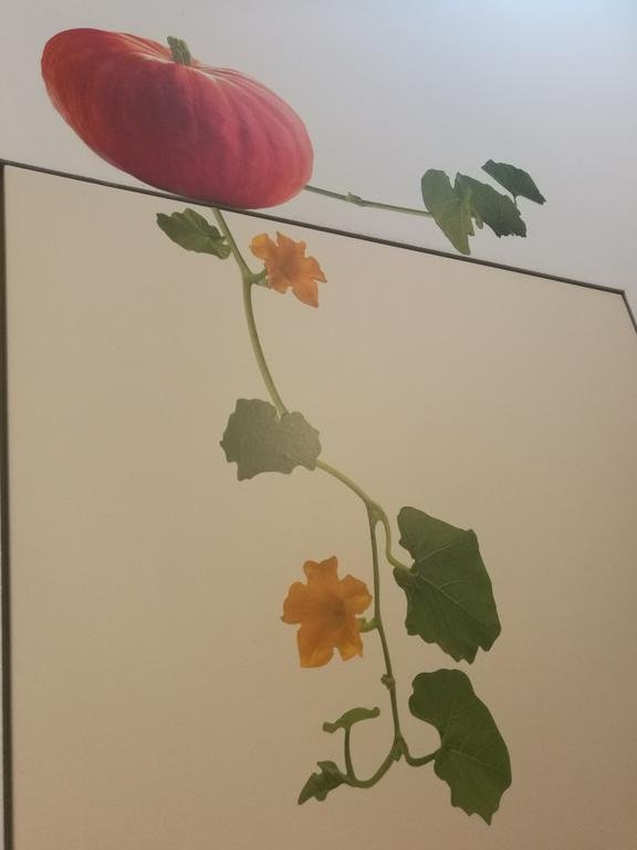 Фото Fiore di Zucca