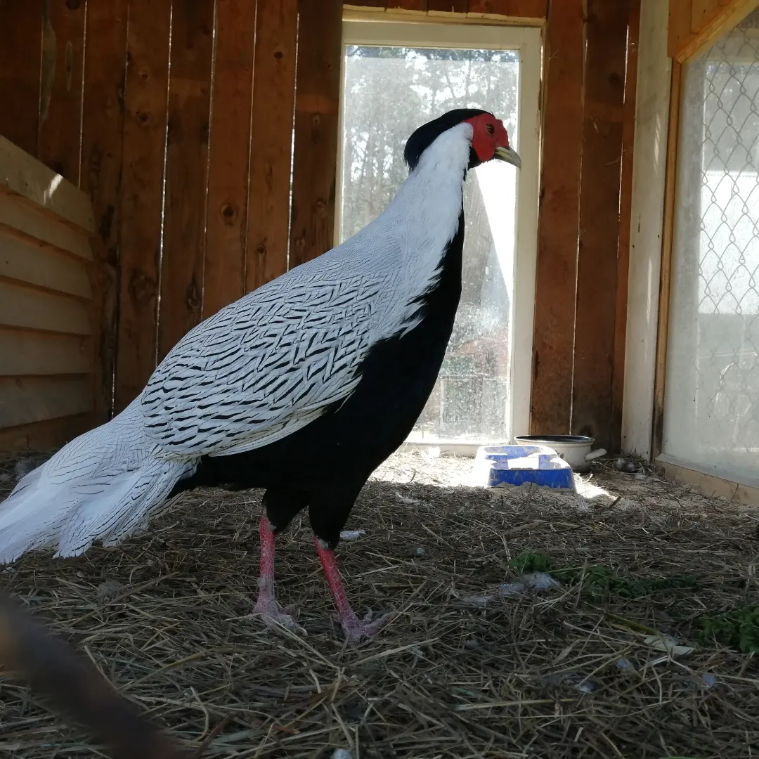 Фото Лесная сказка