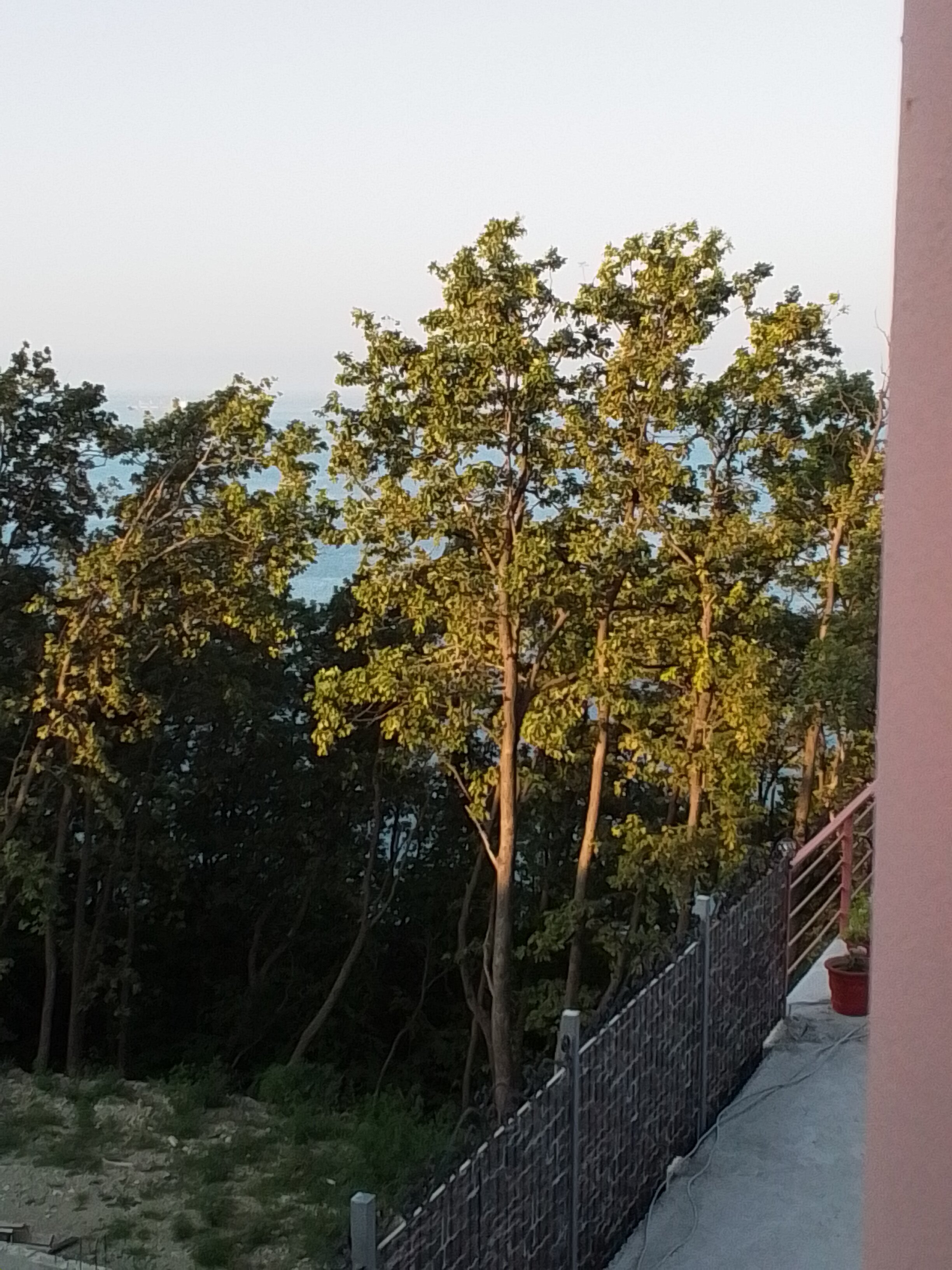 Фото Багира