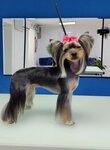 Бари (Karla Marksa Street, 9), pet salon