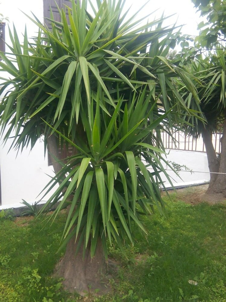 Фото Sirocco Apartments