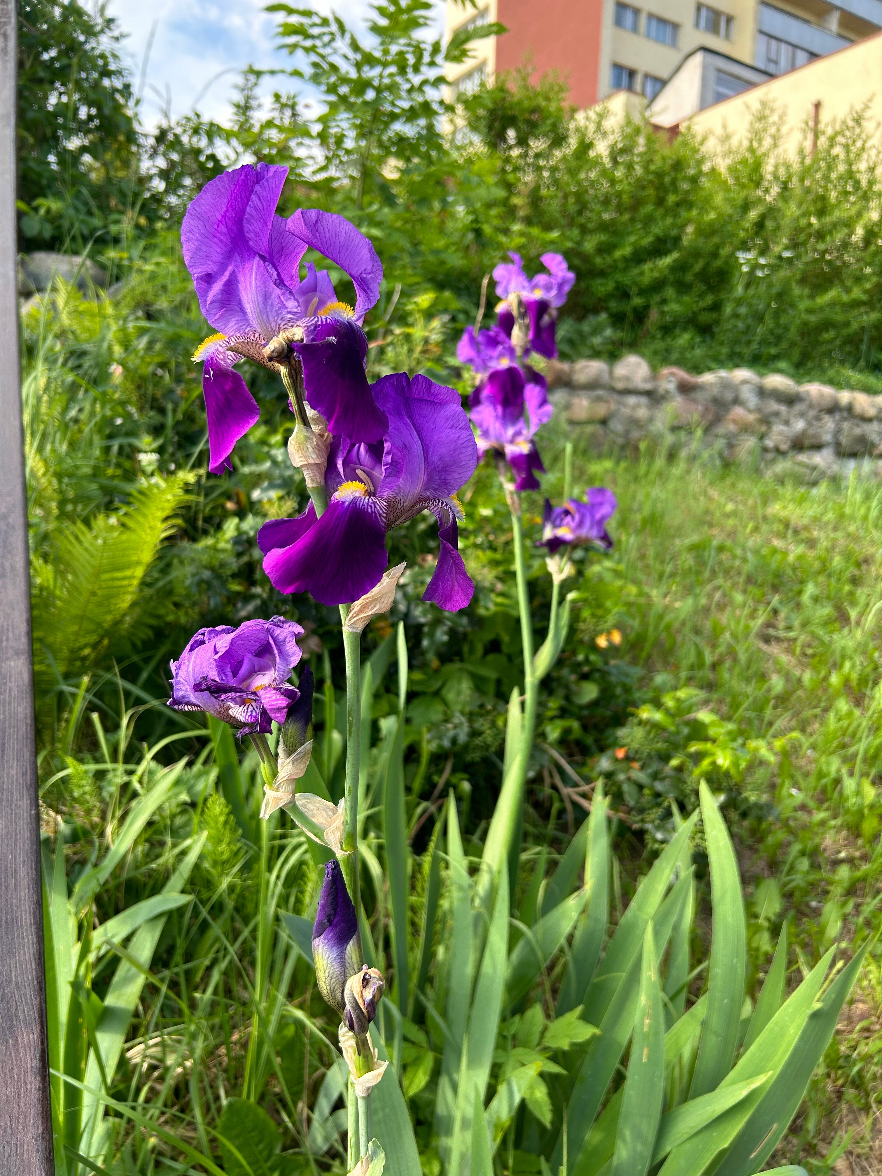 Фото Балтика