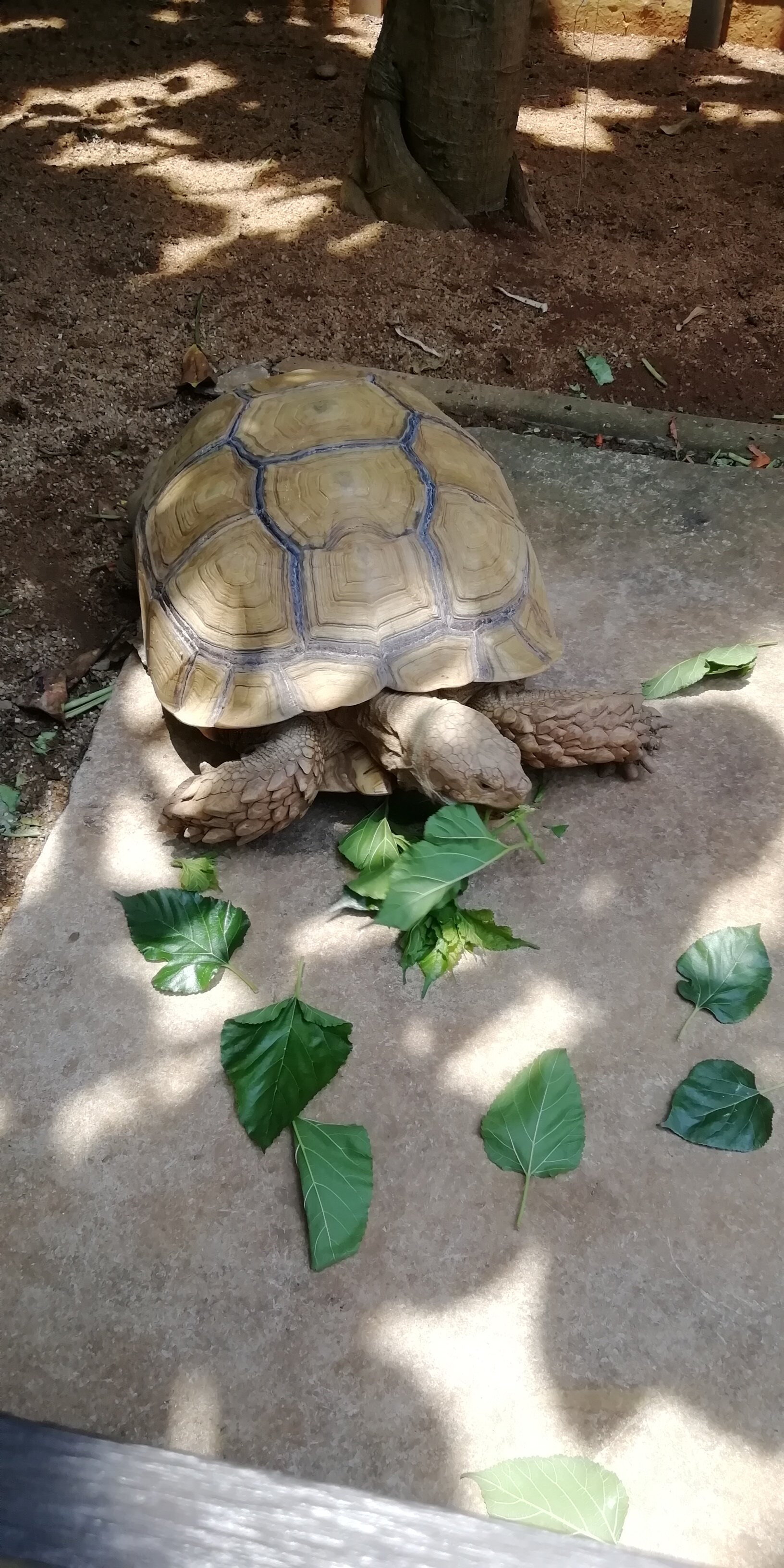 Фото Panan Krabi Resort