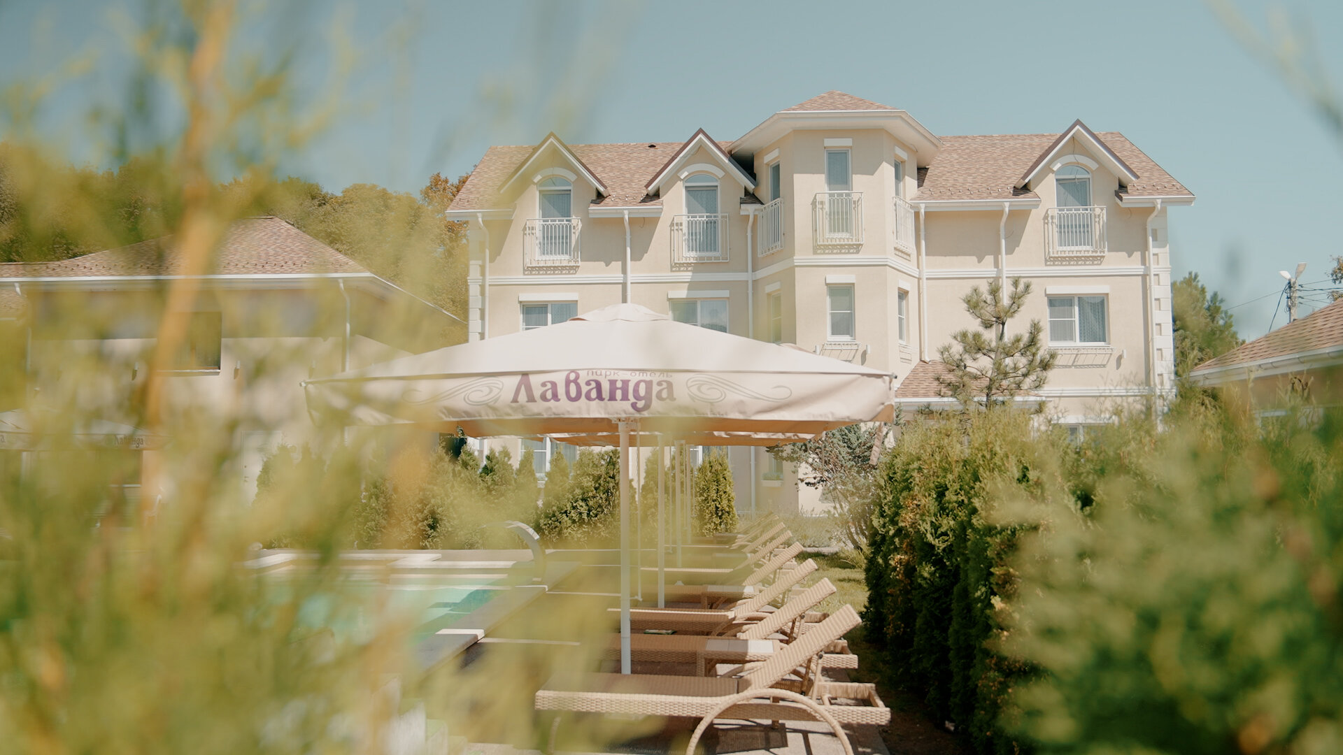 Фото Лаванда