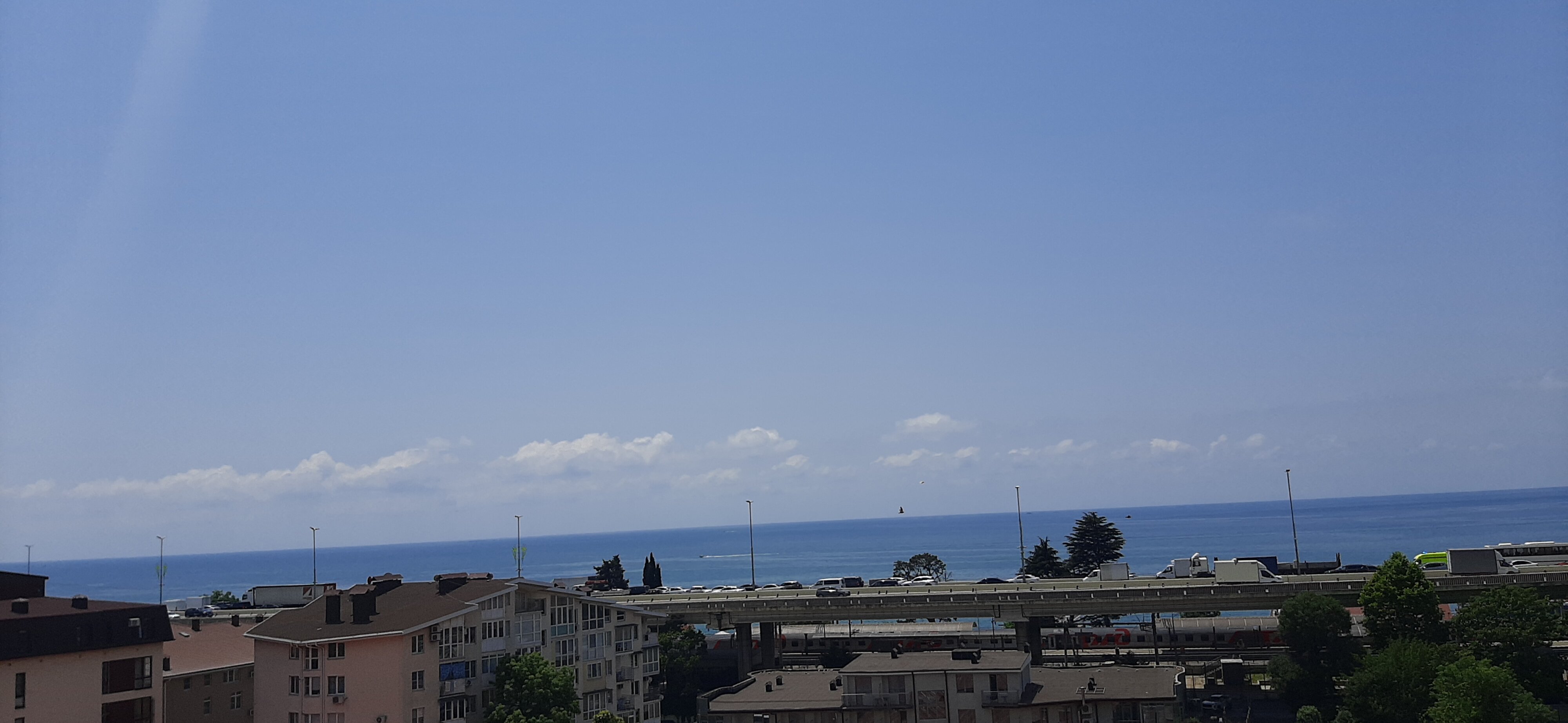 Фото Золотая пальма