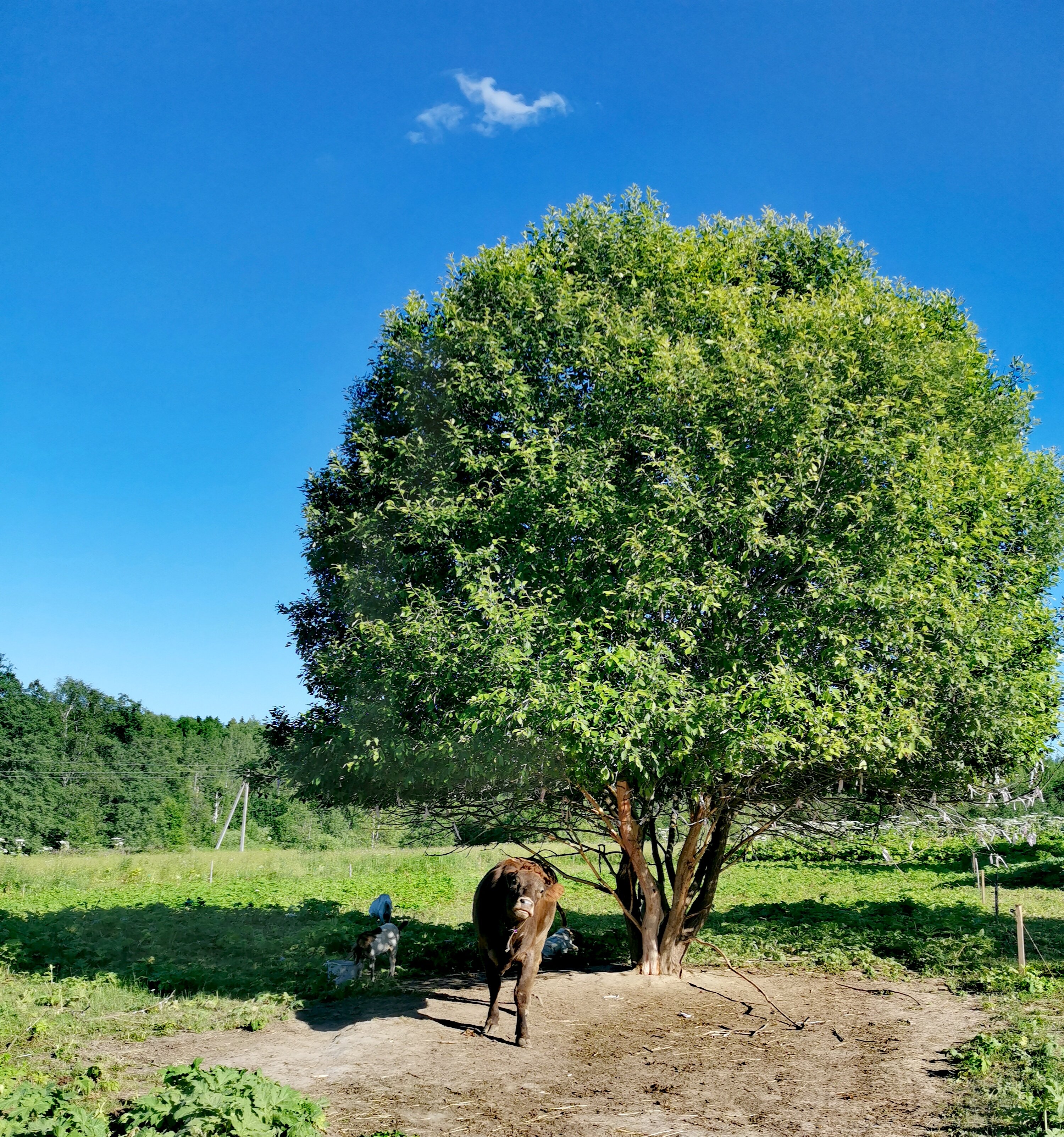 Фото Бэмби Лэнд