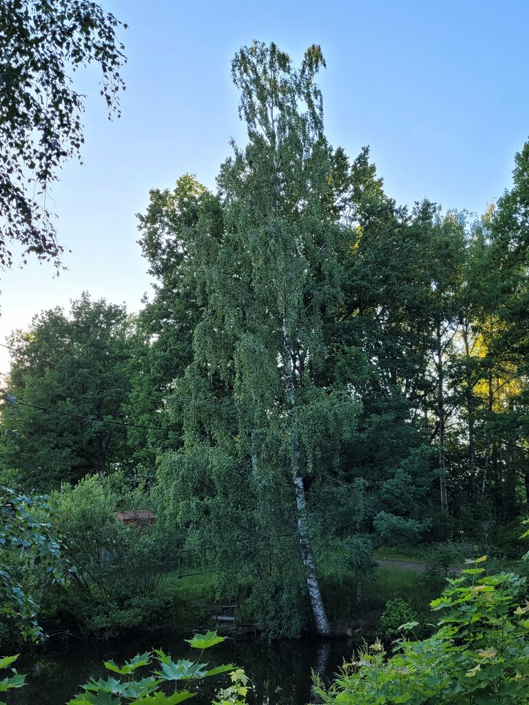 Park Парк Усадьбы Зубовых, Lomonosov, photo