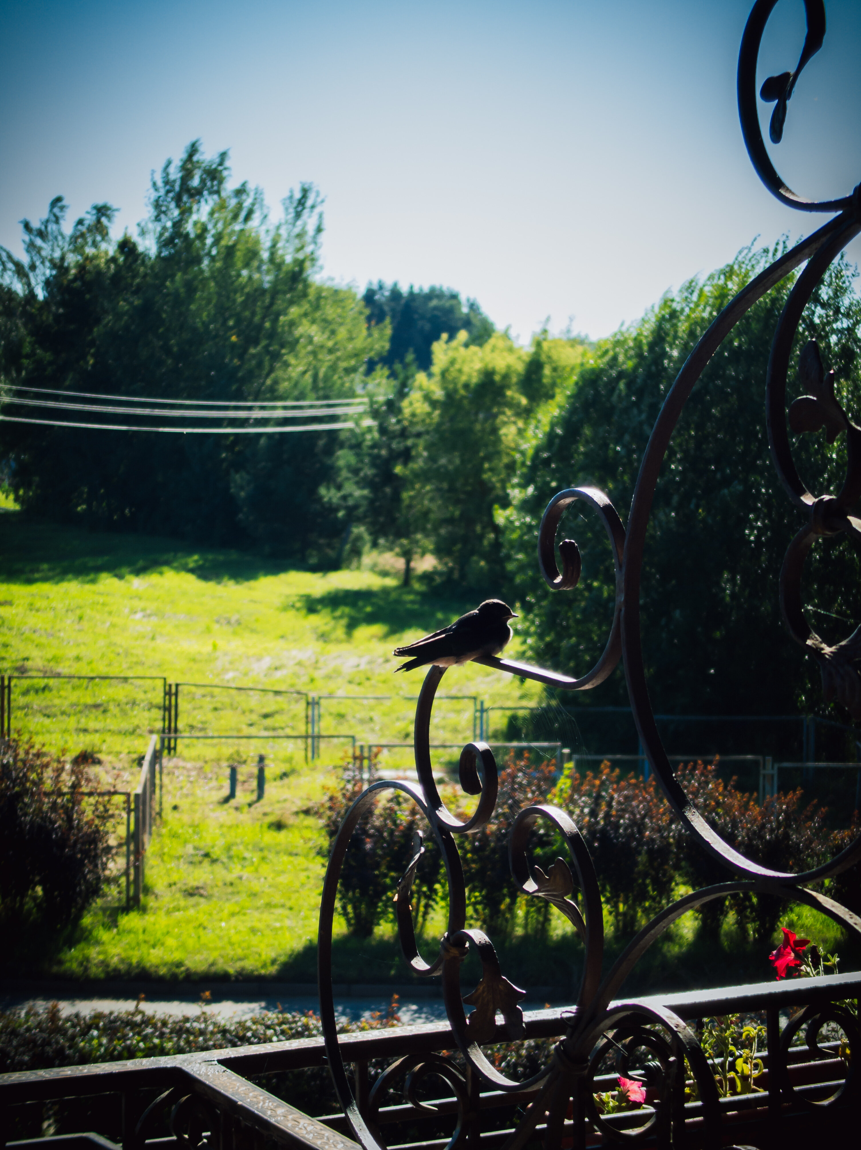 Фото Маёнтак Птичь