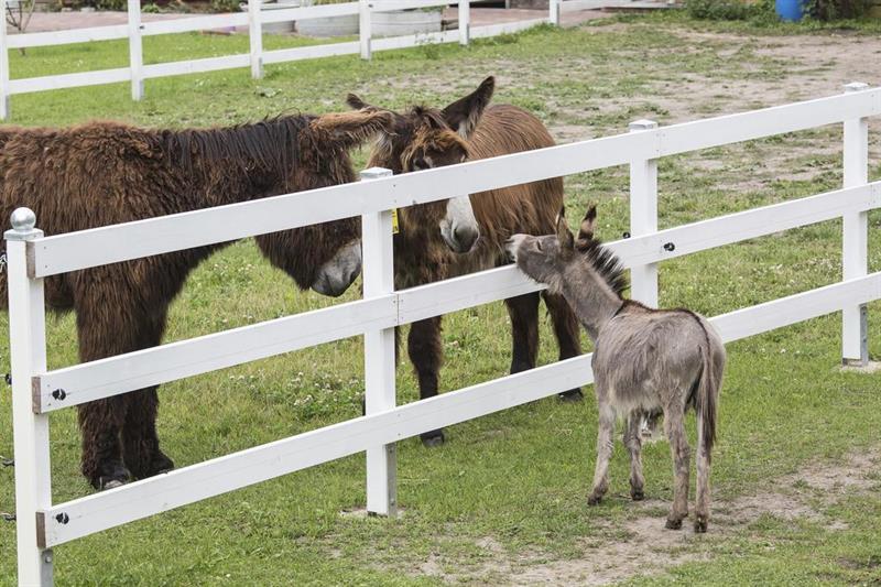 Фото Hotel Lavendelhof & Eselhof Nauen