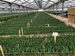 Agroni (Moscow Region, Bogorodskiy Urban District, territoriya Promploshchadka № 1L, 2с1), breeding and seed production