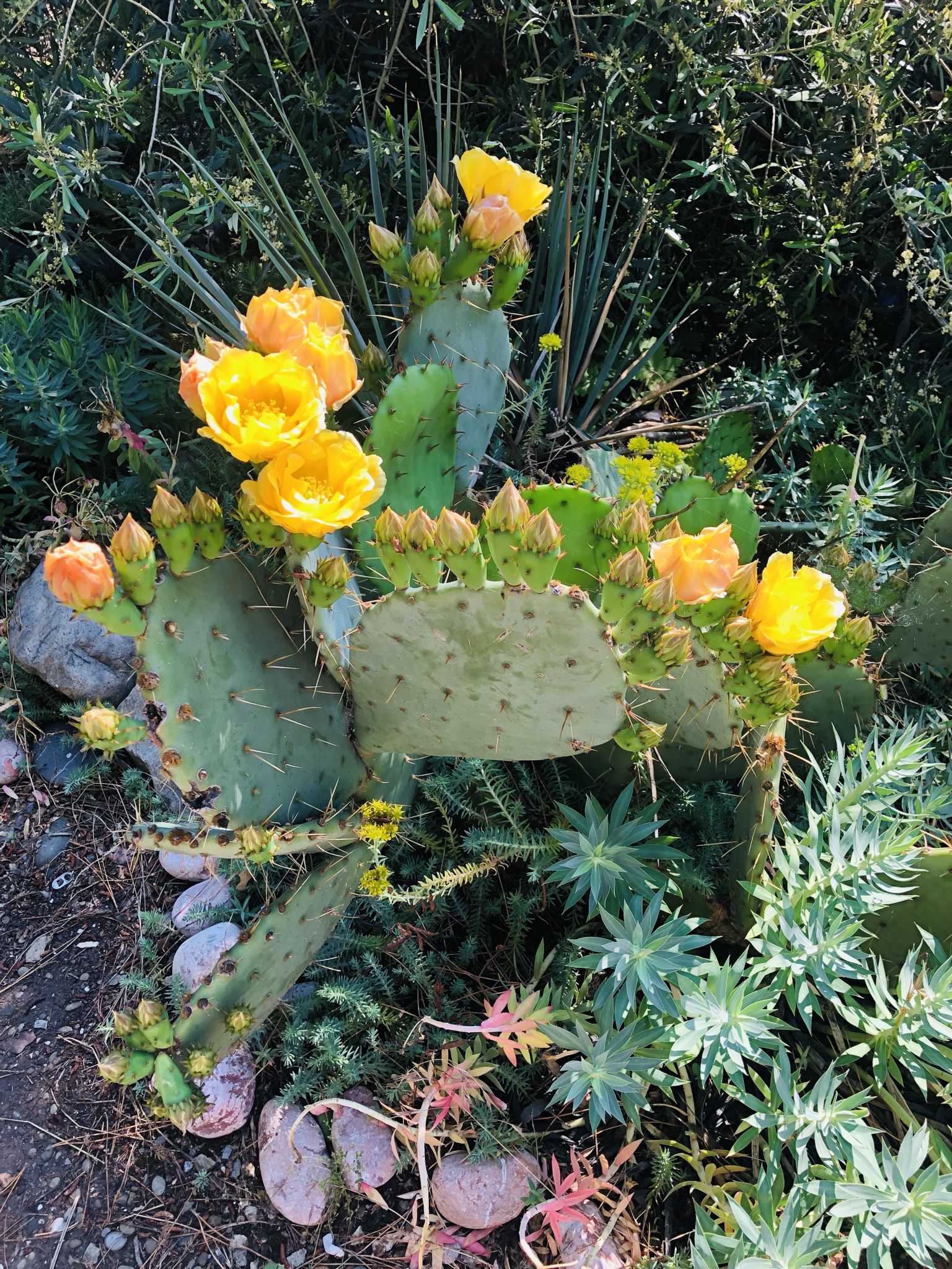 Фото Катюша