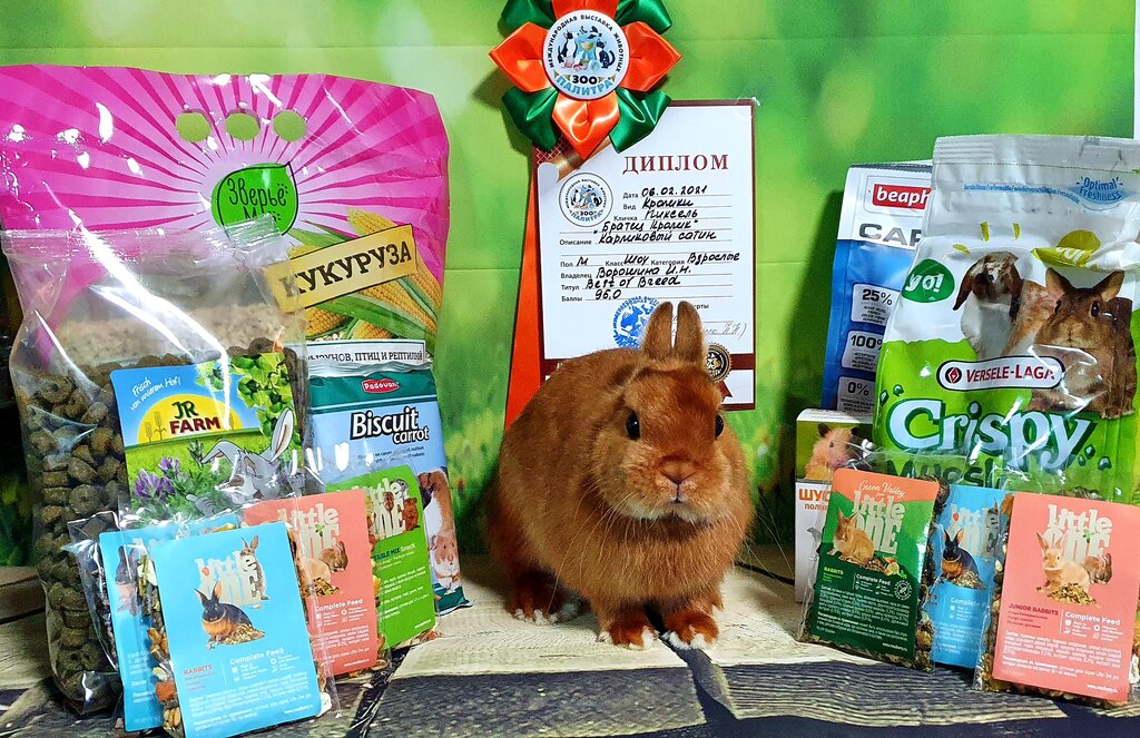 Animal nursery Питомник карликовых кроликов Нарния, Moscow, photo