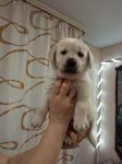 Upravleniye Veterinarii, Gu (Shkolnaya Street, 250А), ministerios, departamentos, servicios públicos