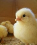 Ptichiy Dvor (Dorozhnikov Street, 24), fodder and feed additives