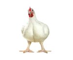 Inkubatsionnaya stantsiya Favorit (ulitsa Komarova, 10А), empresa agrícola