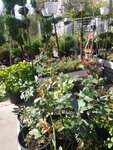 Садовый центр (Viciebskaja voblasc, Navapolask), garden center
