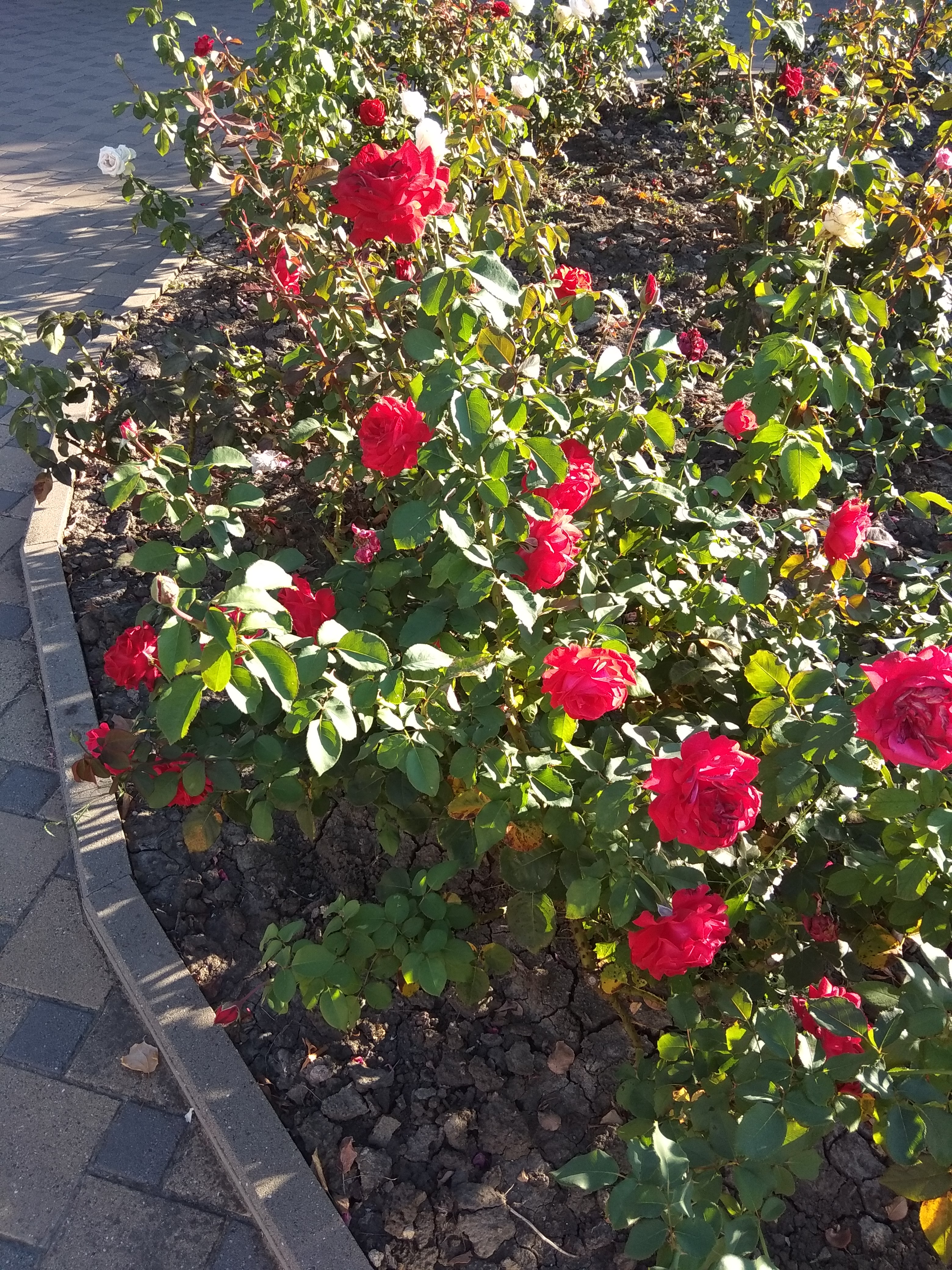 Фото Екатерина