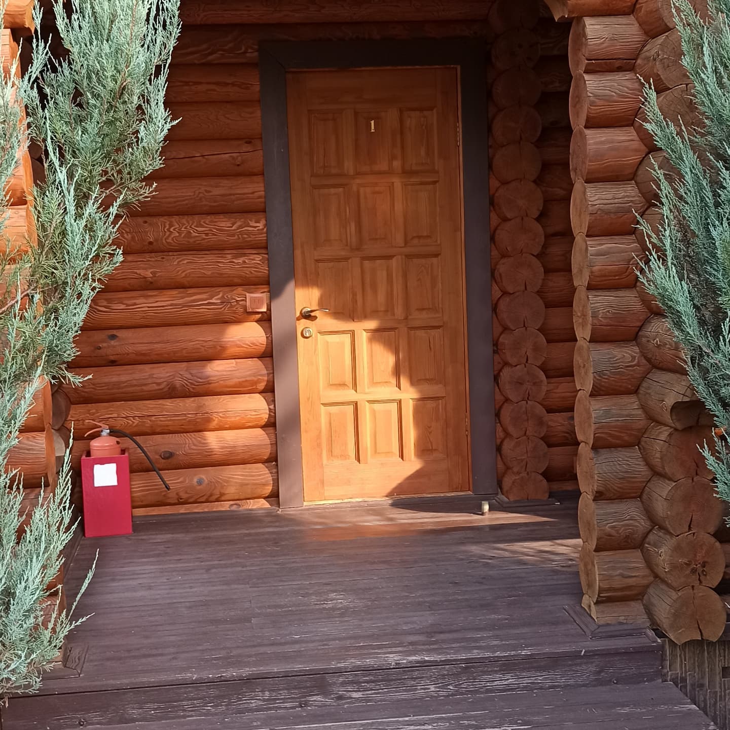 Фото Вербена