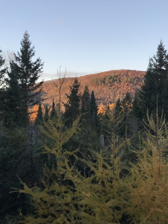 Фото Wildberry Inn