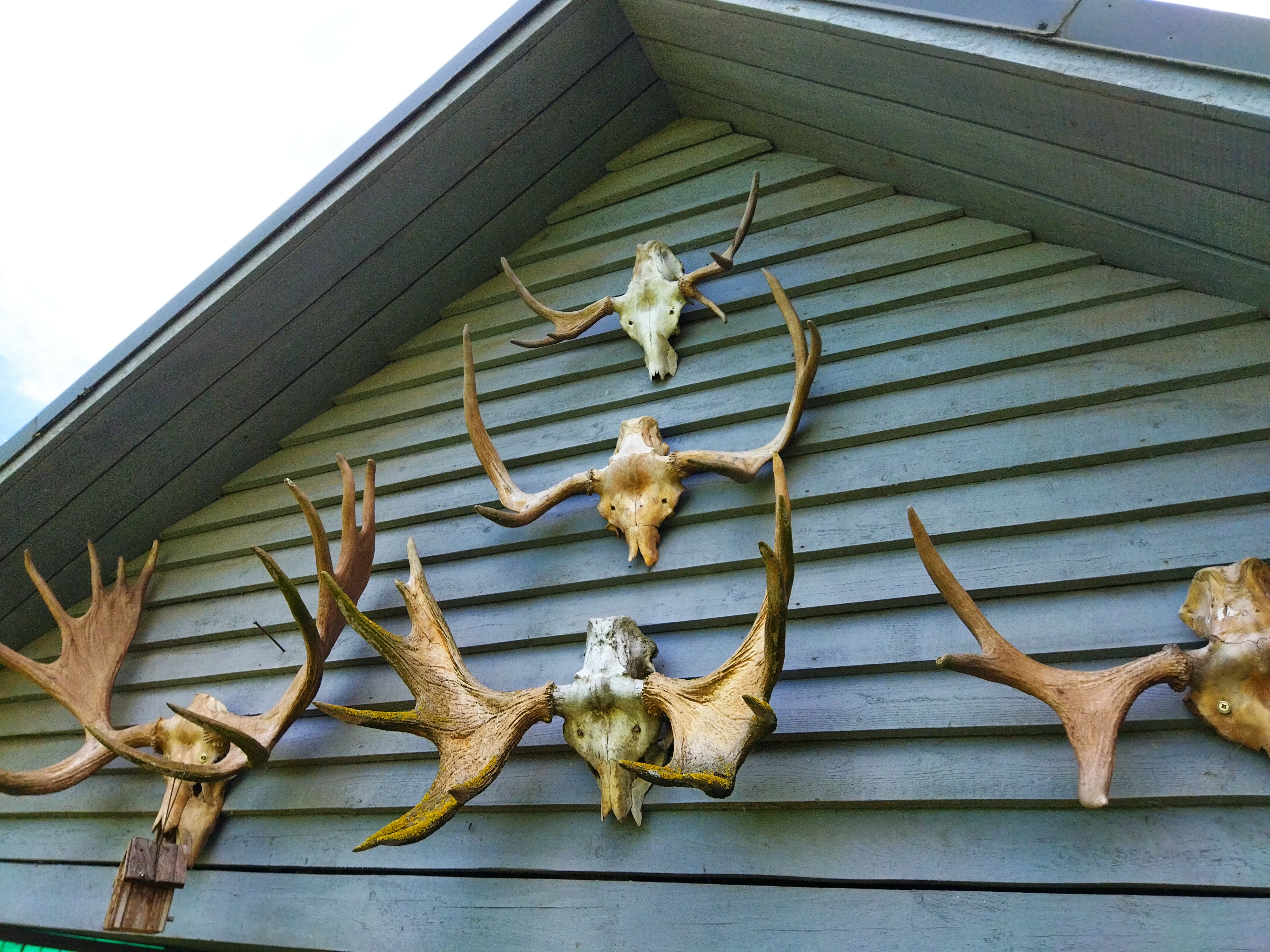 Фото Кот и кошка