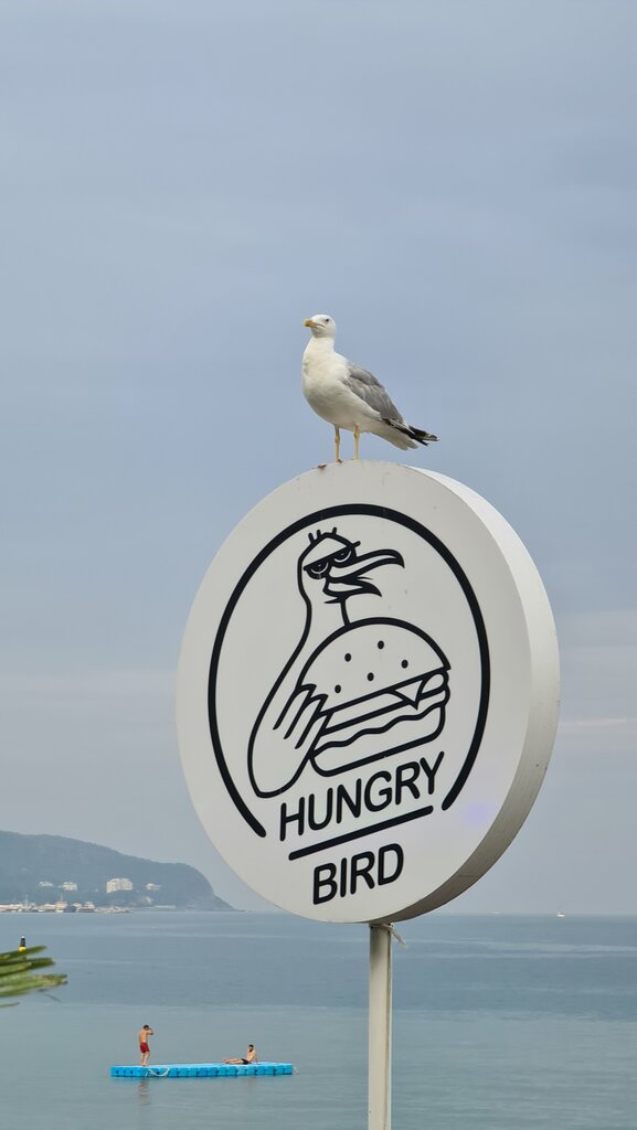 Ayaqüstü qidalanma Hungry Bird Beach, , foto