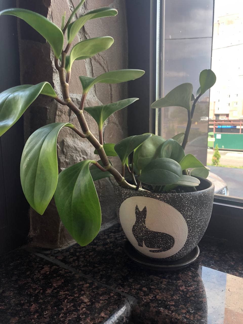 Фото Галерея