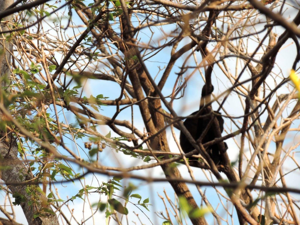 Фото Angels Ecolodge