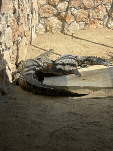 Hayvanat bahçeleri Pafos Zoo, Paphos Bird's & Animals Park, Baf İlçesi, foto