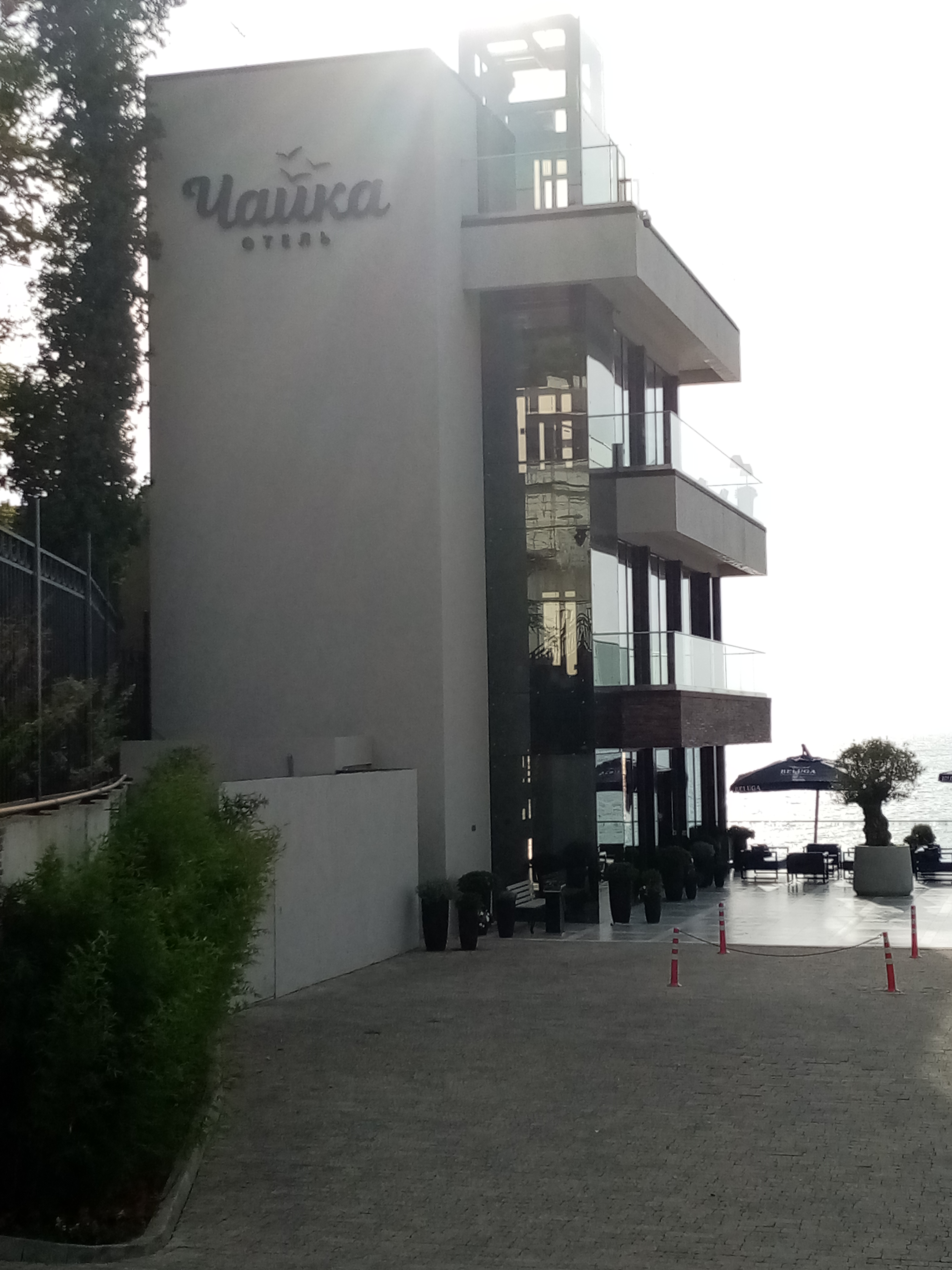 Фото Полёт Чайки