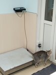 Kondor (selo Verzilovo, mikrorayon Novoye Stupino, Olimpiyskaya ulitsa, 29к1), veterinary clinic