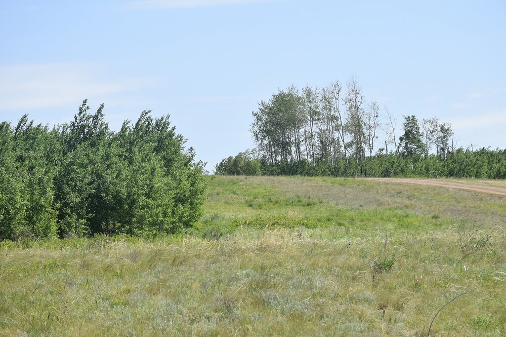 Nature Ландшафтно-ботанический памятник природы Частые колки, Orenburg Oblast, photo