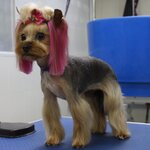 Strizka sobak i koshek (Dvortsoviy Avenue, 33), pet salon