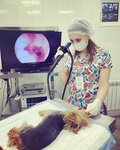 Veterinary Medicine Center (Qapparov Street, 32), clínica veterinaria