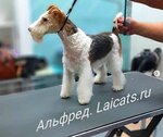 Laicats (Братиславская ул., 13, корп. 1), зоосалон, зоопарикмахерская в Москве