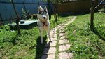 Zveropolis (Village of Levkovo, 2А), hotel para animales