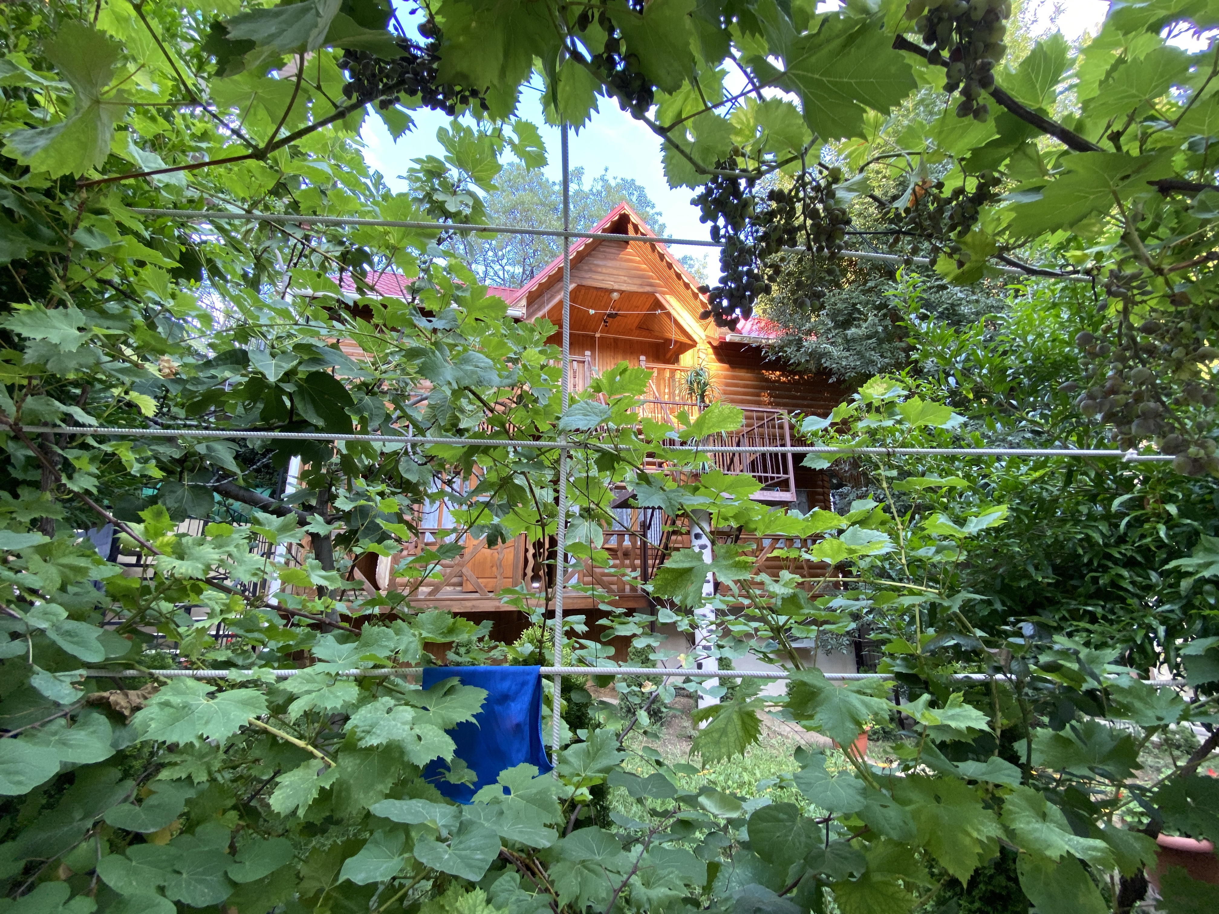 Фото Магнолия