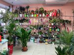 Цветочный город (Комсомольский просп., 43Б, Нефтекамск), магазин цветов в Нефтекамске