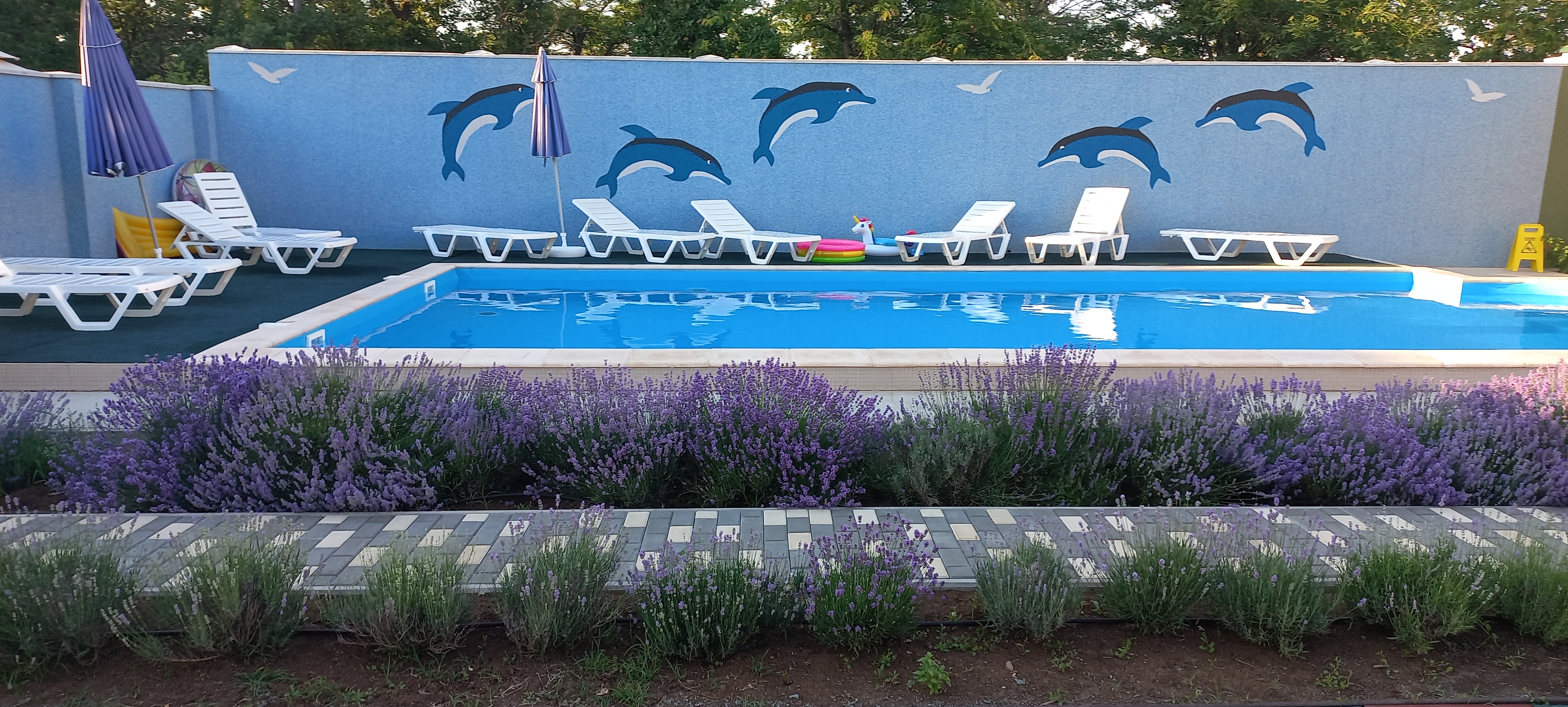 Фото Семицветик