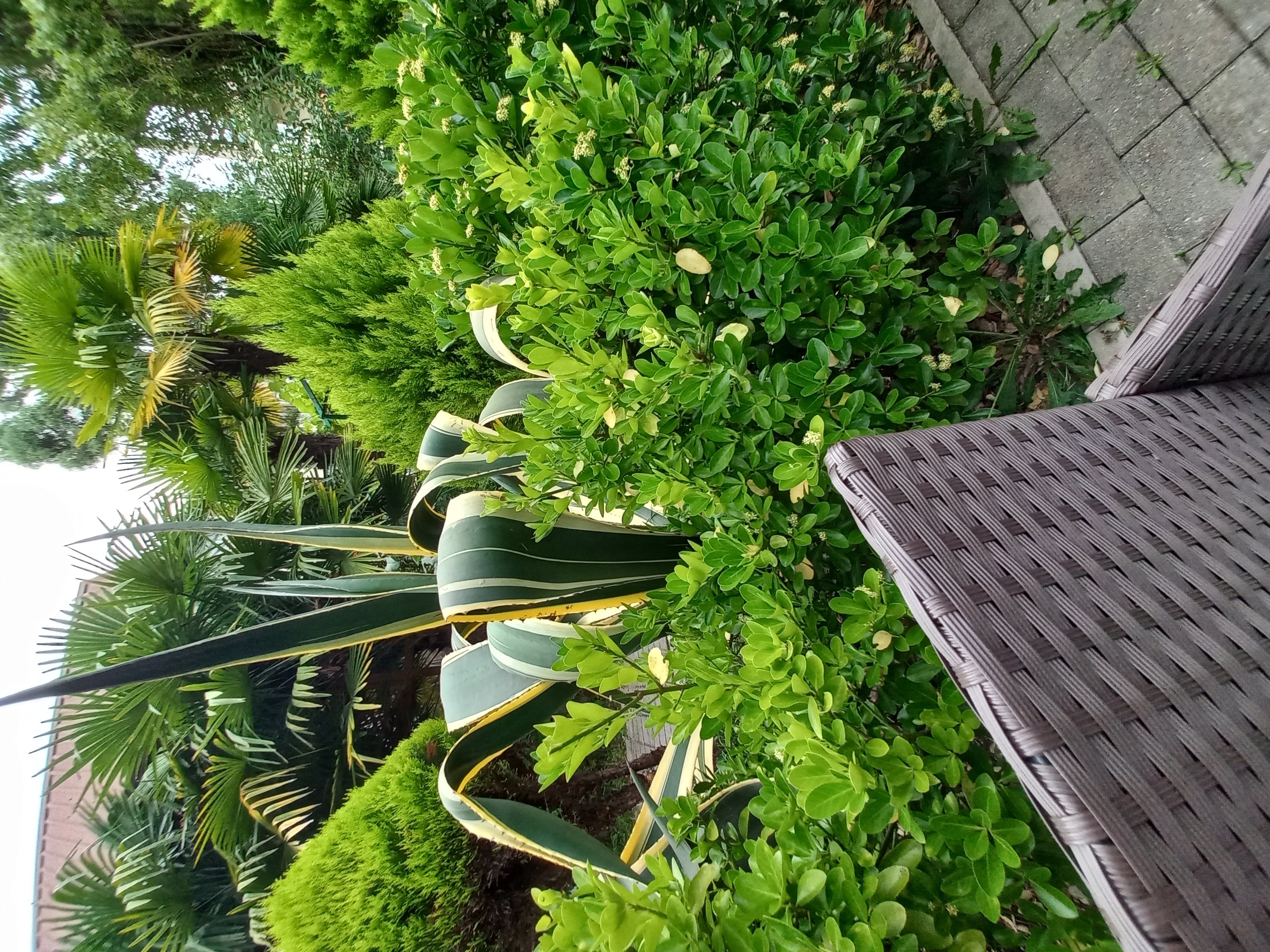 Фото Апсилаа