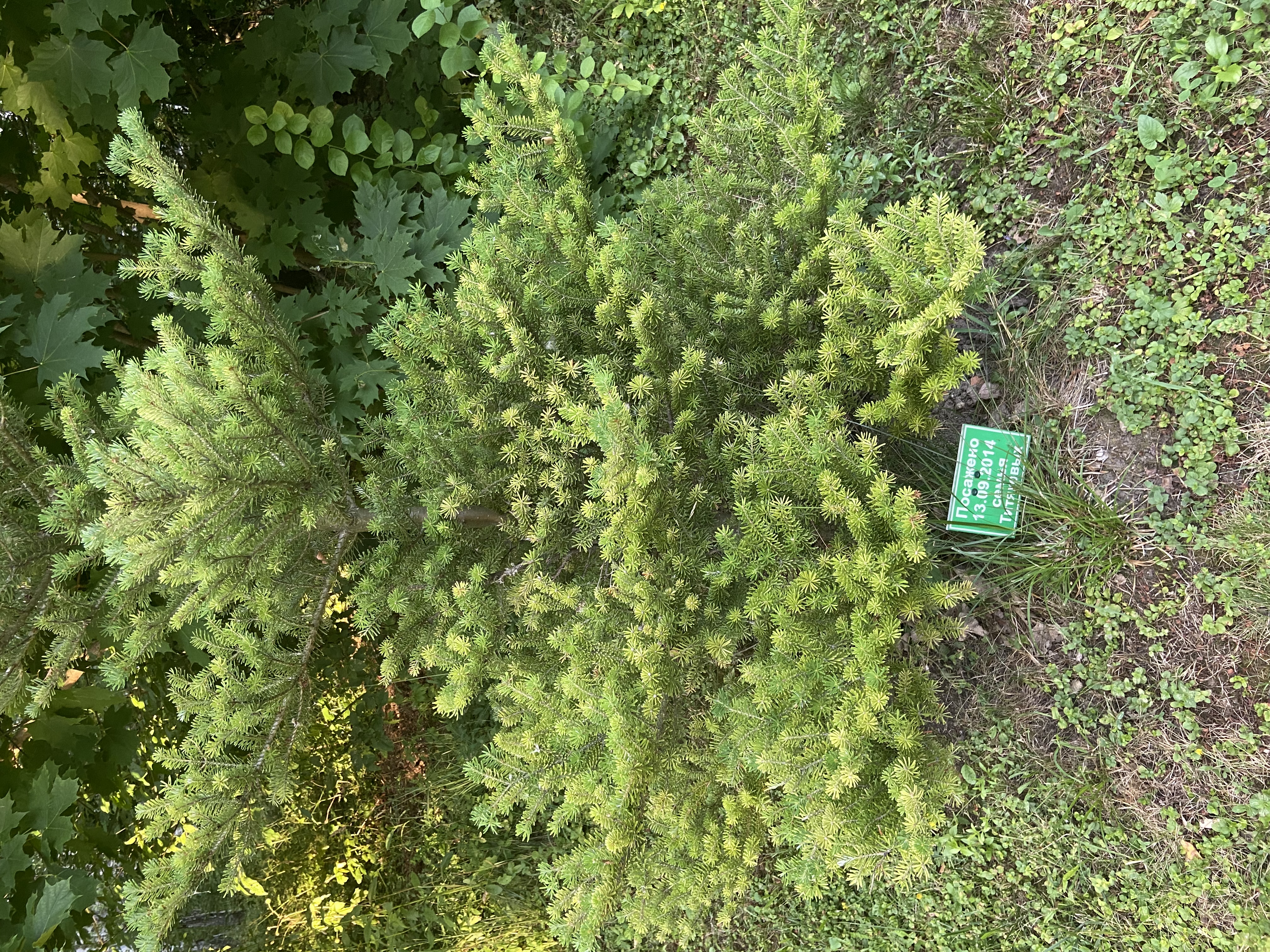 Фото Роща невест